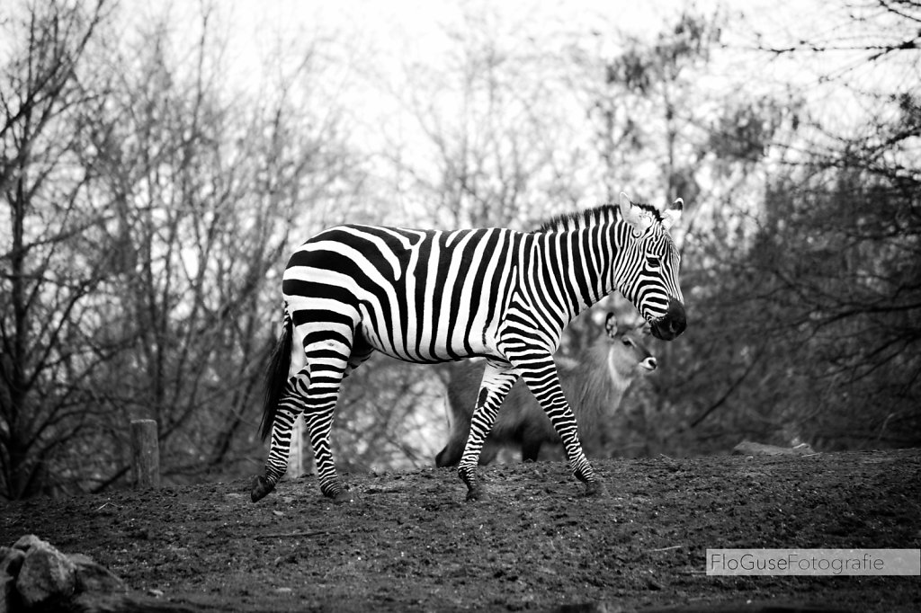 Munster-Zoo-0212.jpg
